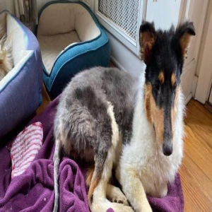 捡了只巨型“米老鼠”...几个月后,原来你这么帅!