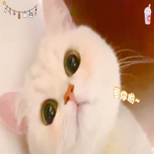 猫咪“撒娇”的7大表现,每一种都让人受不了!