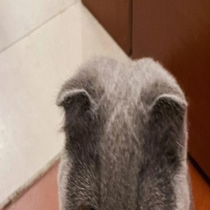 这15件小事,是猫咪的心声,看哭了!