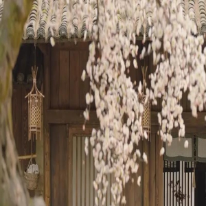 古偶剧又成香饽饽?杨幂、唐嫣、刘诗诗、赵丽颖85花悉数回归