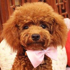 原来泰迪的这些行为是跟你“道歉”,别不明白!