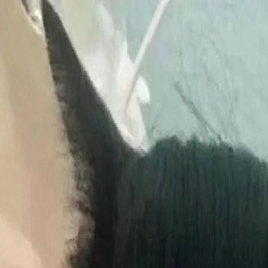 当给猫猫戴上假发...这气质拿捏的死死的!