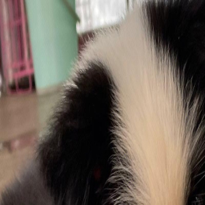 网友:哪怕边牧智商再“逆天”,这辈子我都不想养了