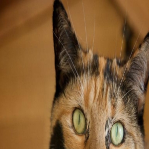 为什么越来越多的人爱猫咪?看这8种毛色的猫咪性格,想不爱都难