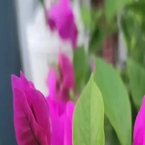 王真兮:唤醒“爱情”的自愈力