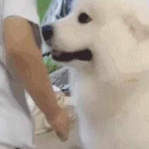 小主人在沙发上玩耍,萨摩耶担心他掉下去,接下来的举动暖哭了!