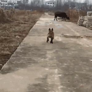 哮天犬对战牛魔王,初生牛犊不怕虎,网友:谁会是最后的赢家